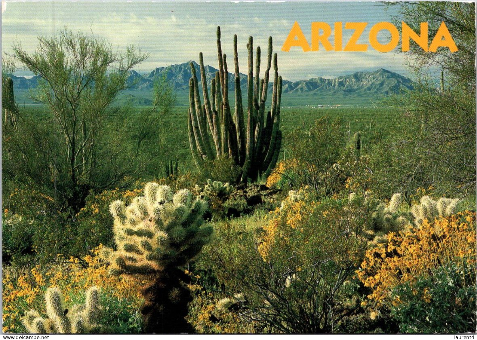 (1 Q 10) USA - Pipe Cactus - Sukkulenten