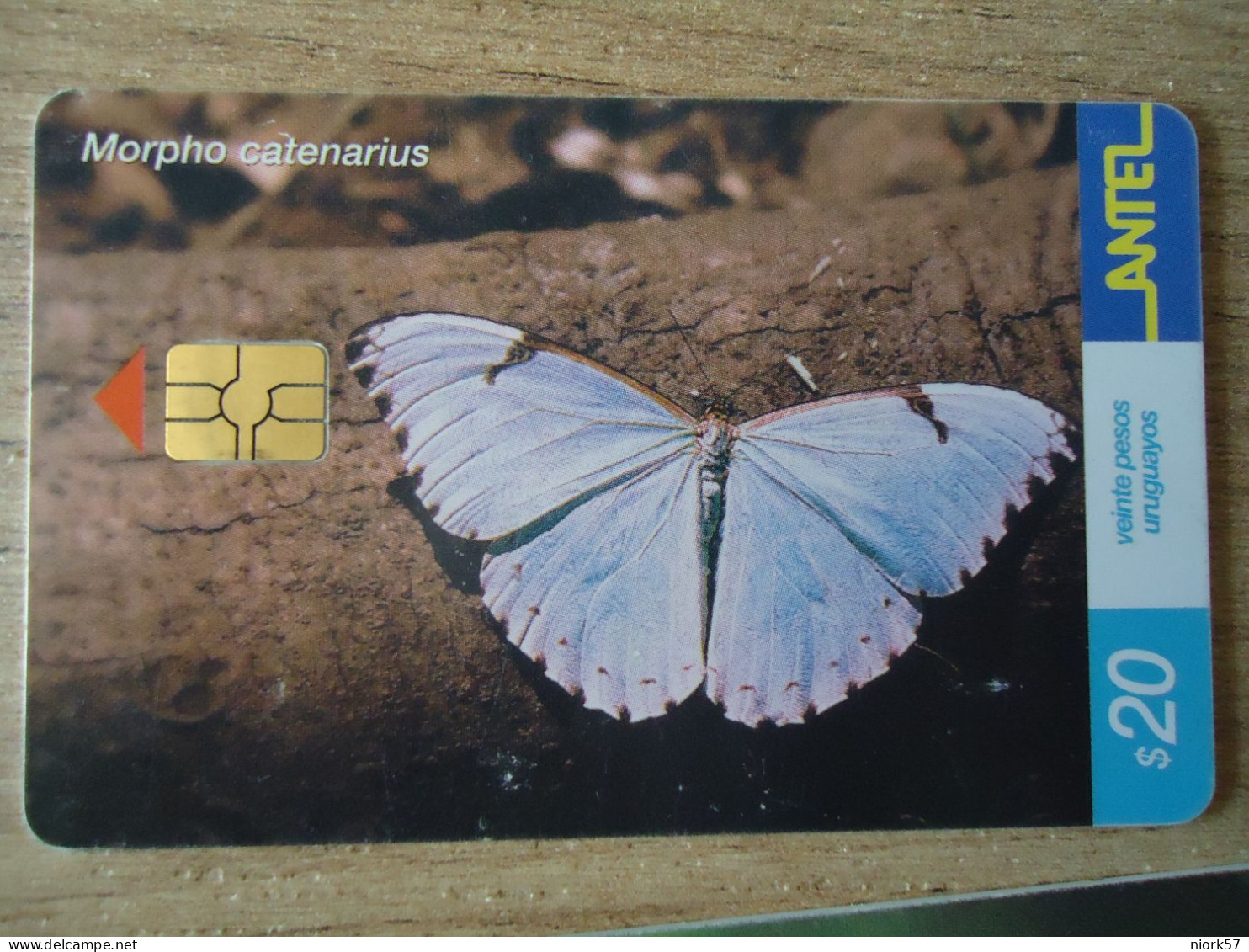 URUGUAY  USED CARDS  BUTTERFLIES - Papillons