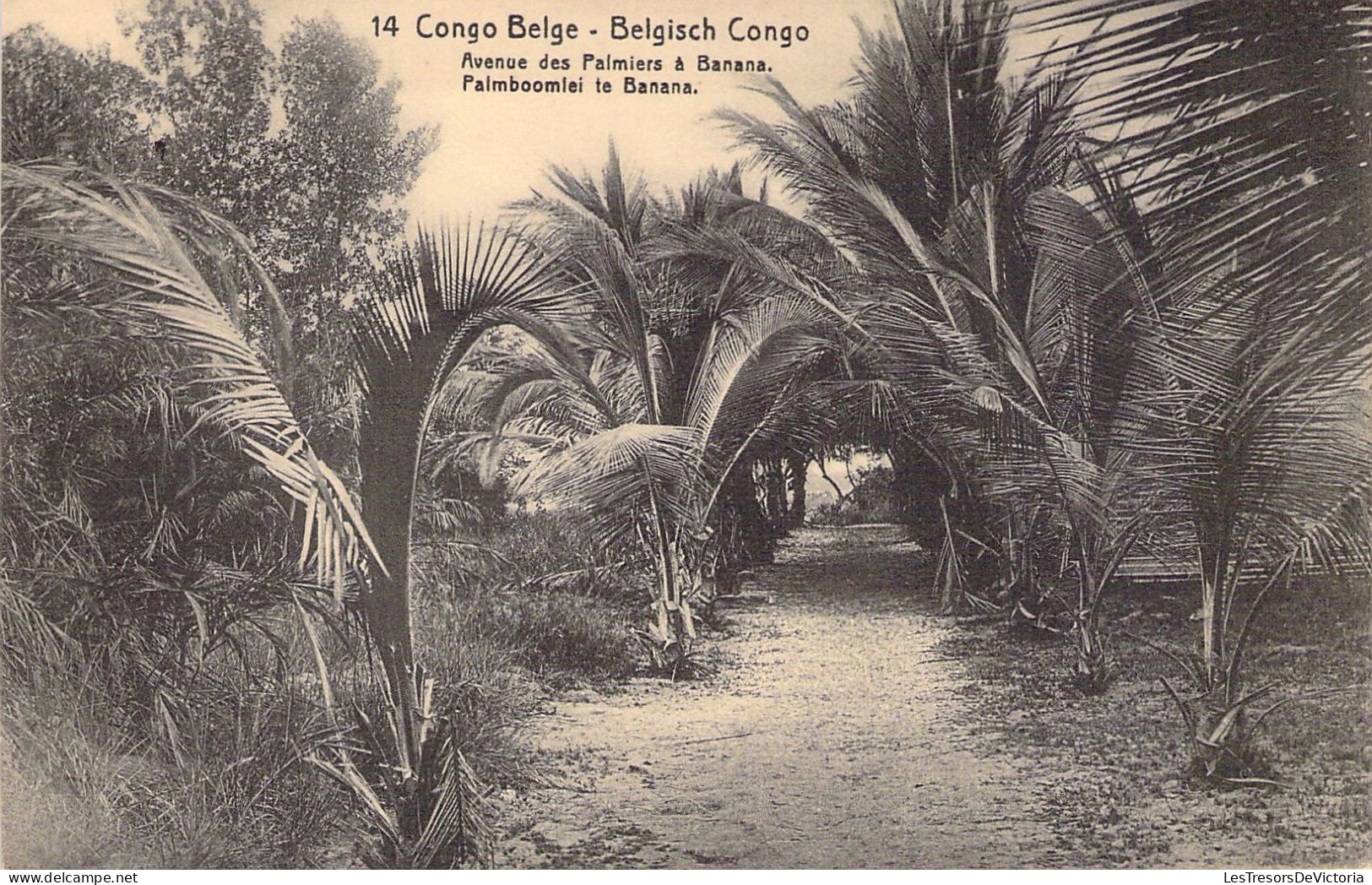 CONGO BELGE - Avenue Des Palmiers à Banana - Carte Postale Ancienne - Belgisch-Kongo