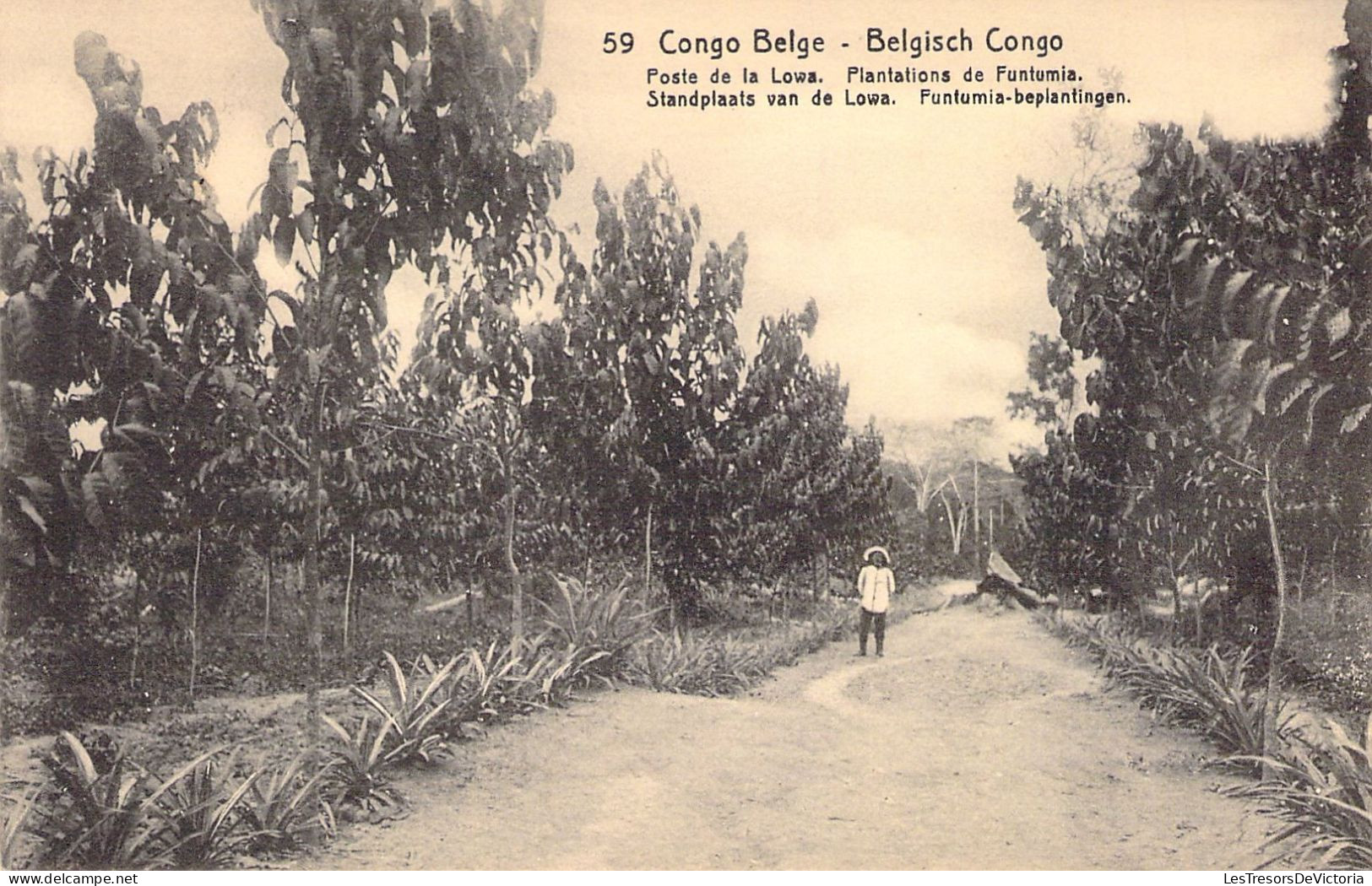 CONGO BELGE - Poste De La Lowa - Plantations De Funtumia - Carte Postale Ancienne - Congo Belge