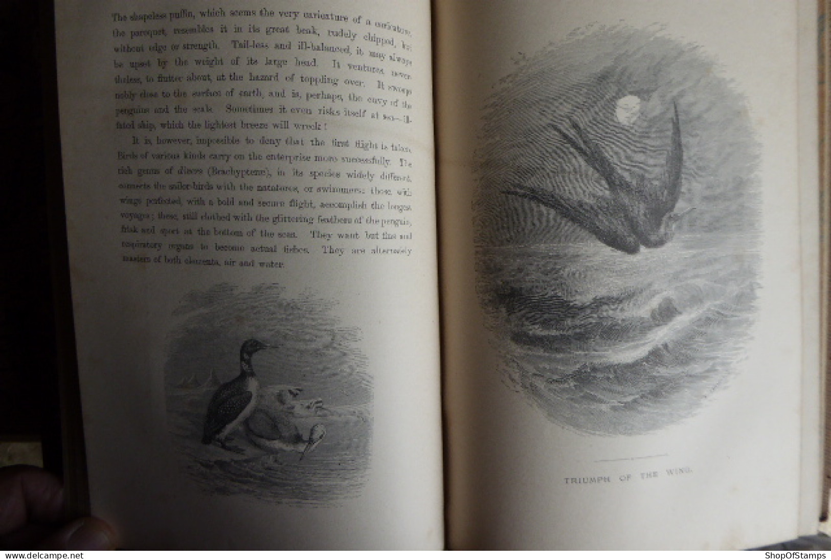 BOOK; THE BIRD By JULES MICHELET Collar BROKEN 1872 With 210 Illustrations By GIACOMELLI 349 Pages - Fauna