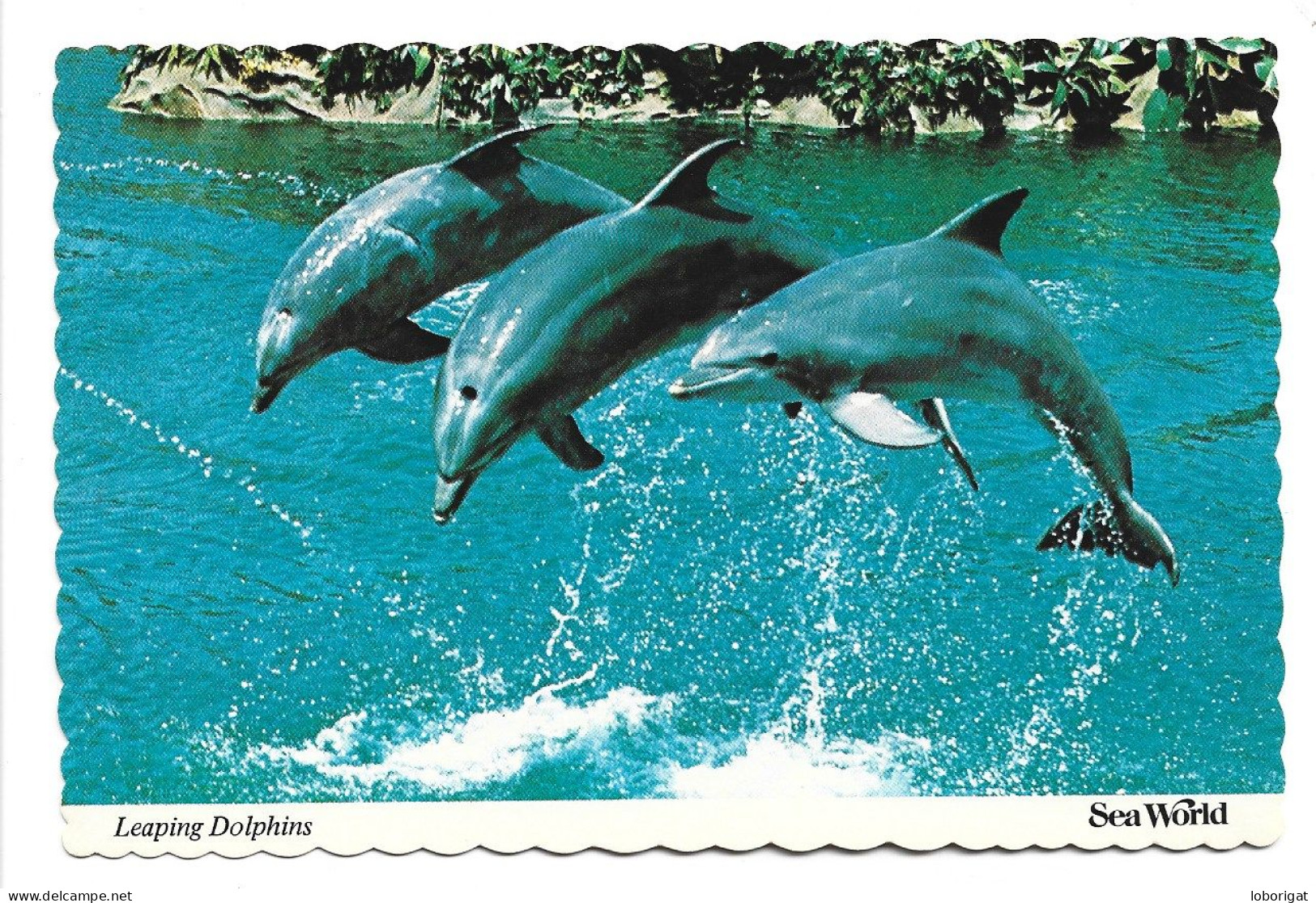 LEAPING DOLPHINS.- SEA WORLD.- SAN DIEGO.- CALIFORNIA.-  ( USA ) - San Diego