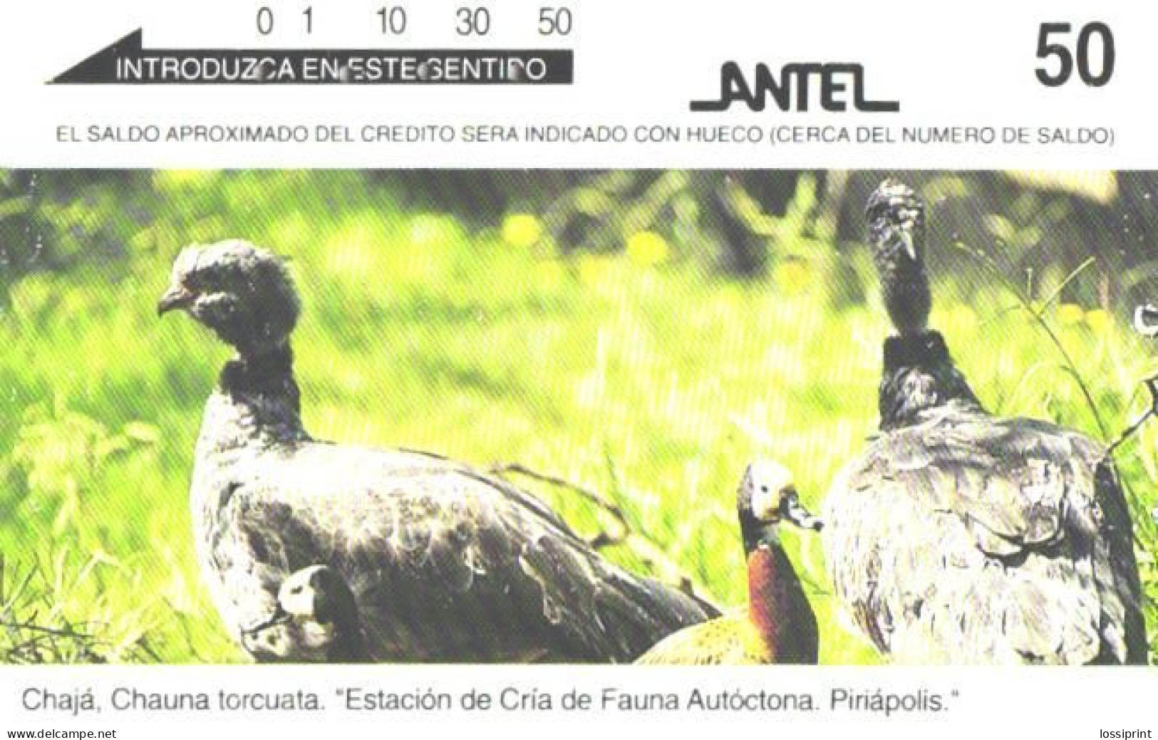 Uruguay:Used Phonecard, Antel, 50, Birds, Chauna Torcuata - Uruguay