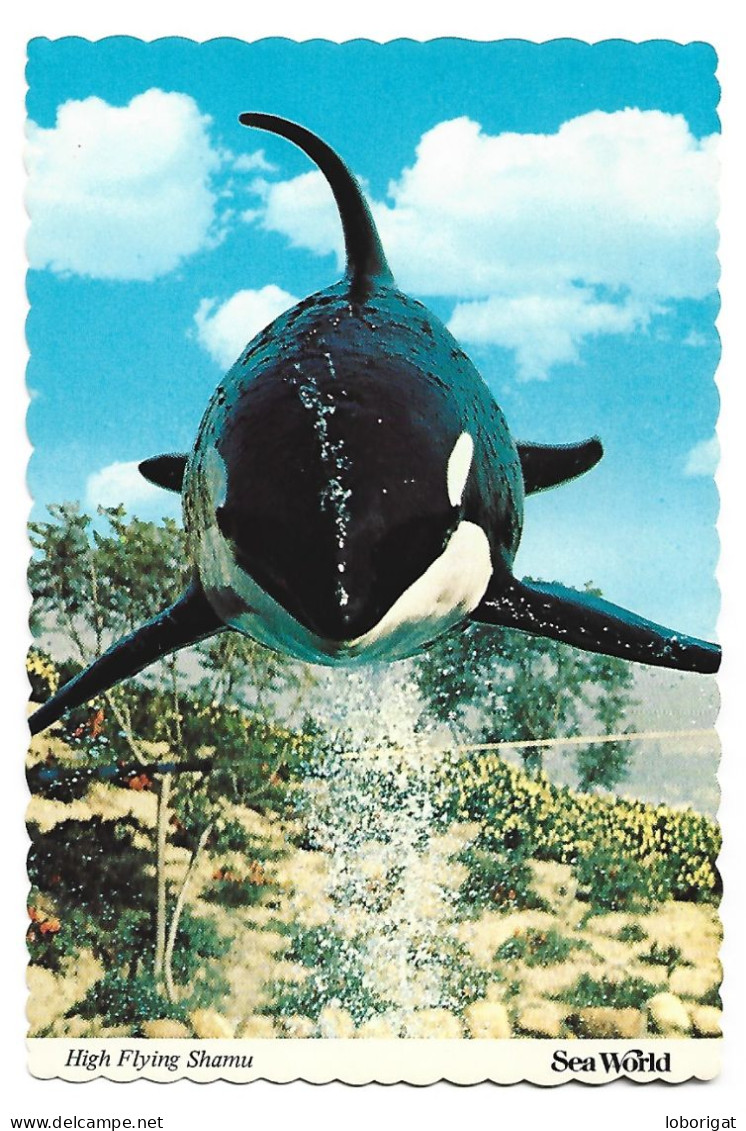 HIGH FLYING SHAMU.- SEA WORLD.- SAN DIEGO.- CALIFORNIA.-  ( USA ) - San Diego