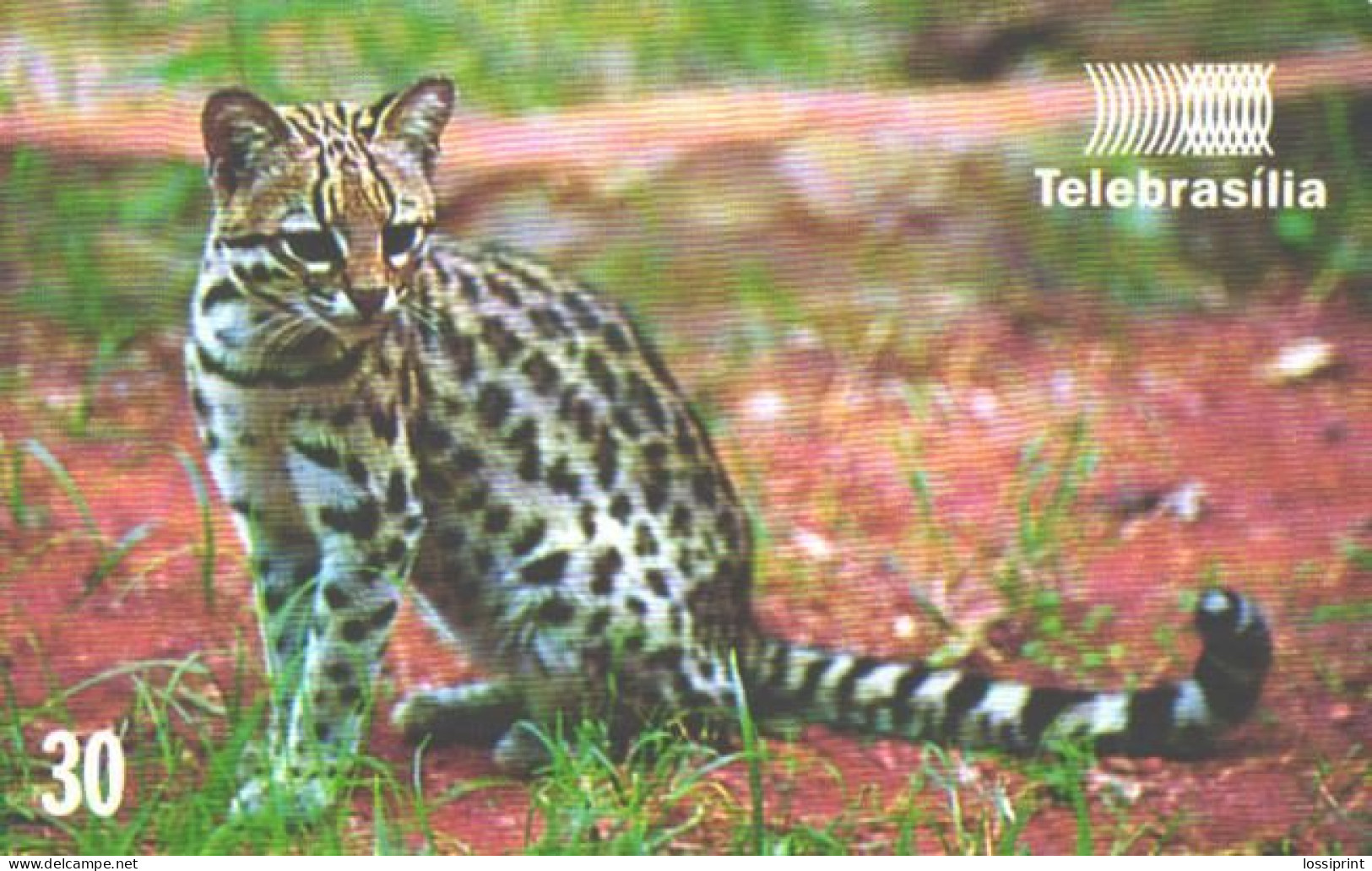 Brazil:Brasil:Used Phonecard, Telebrasilia, 30 Units, Wild Cat, Leopardus Tigrinus, 1999 - Brasilien