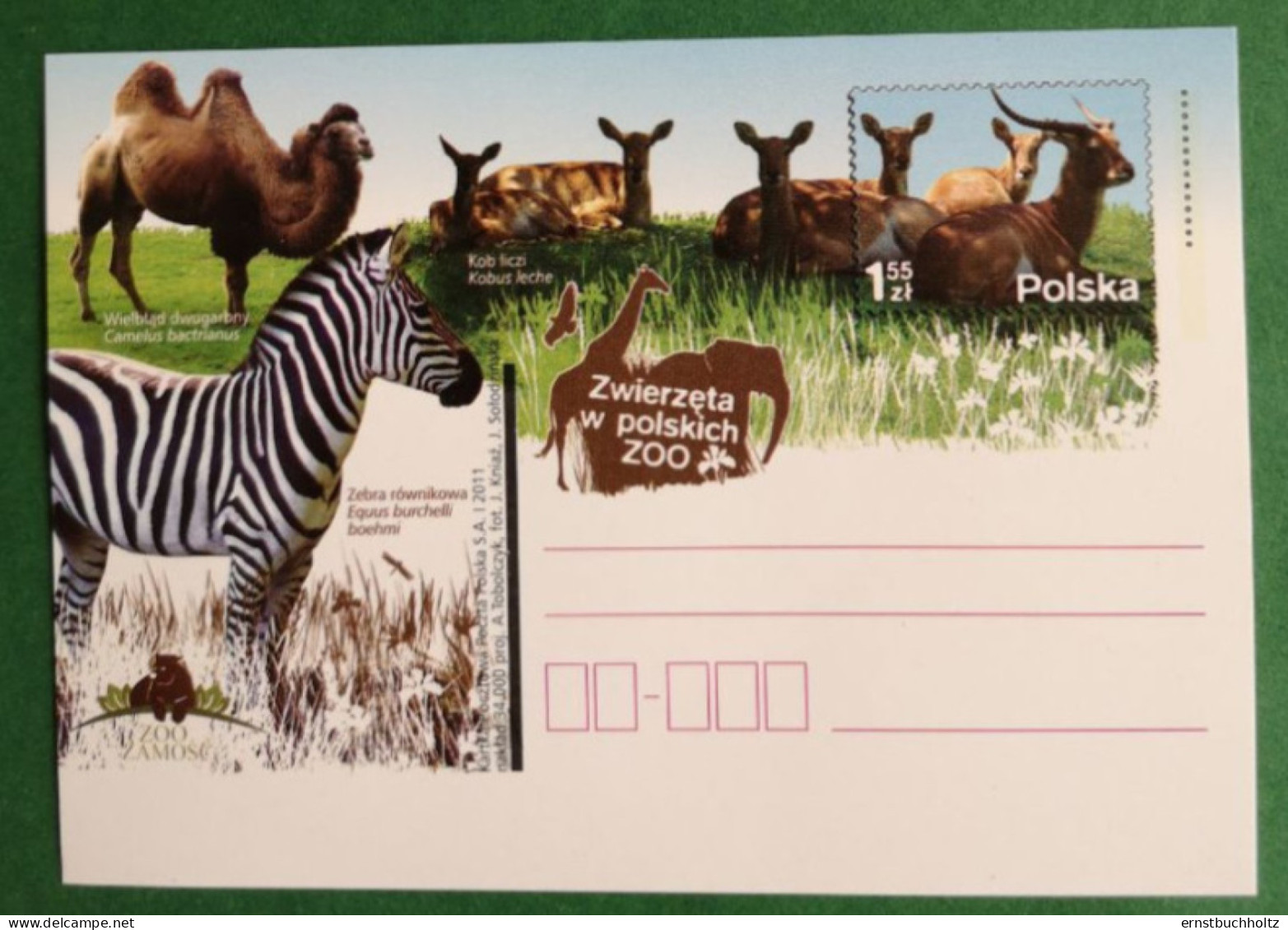 Polen Polska Bildpostkarte 2012 Zebra Kamel Wasserbock - Maximumkaarten