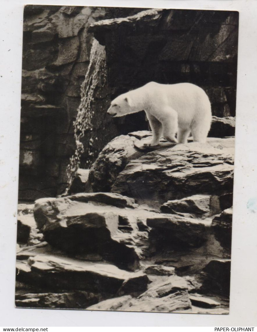 1000 BERLIN - FRIEDRICHSFELD, Tierpark Berlin (Zoo), Eisbären, 1965 - Hohenschönhausen