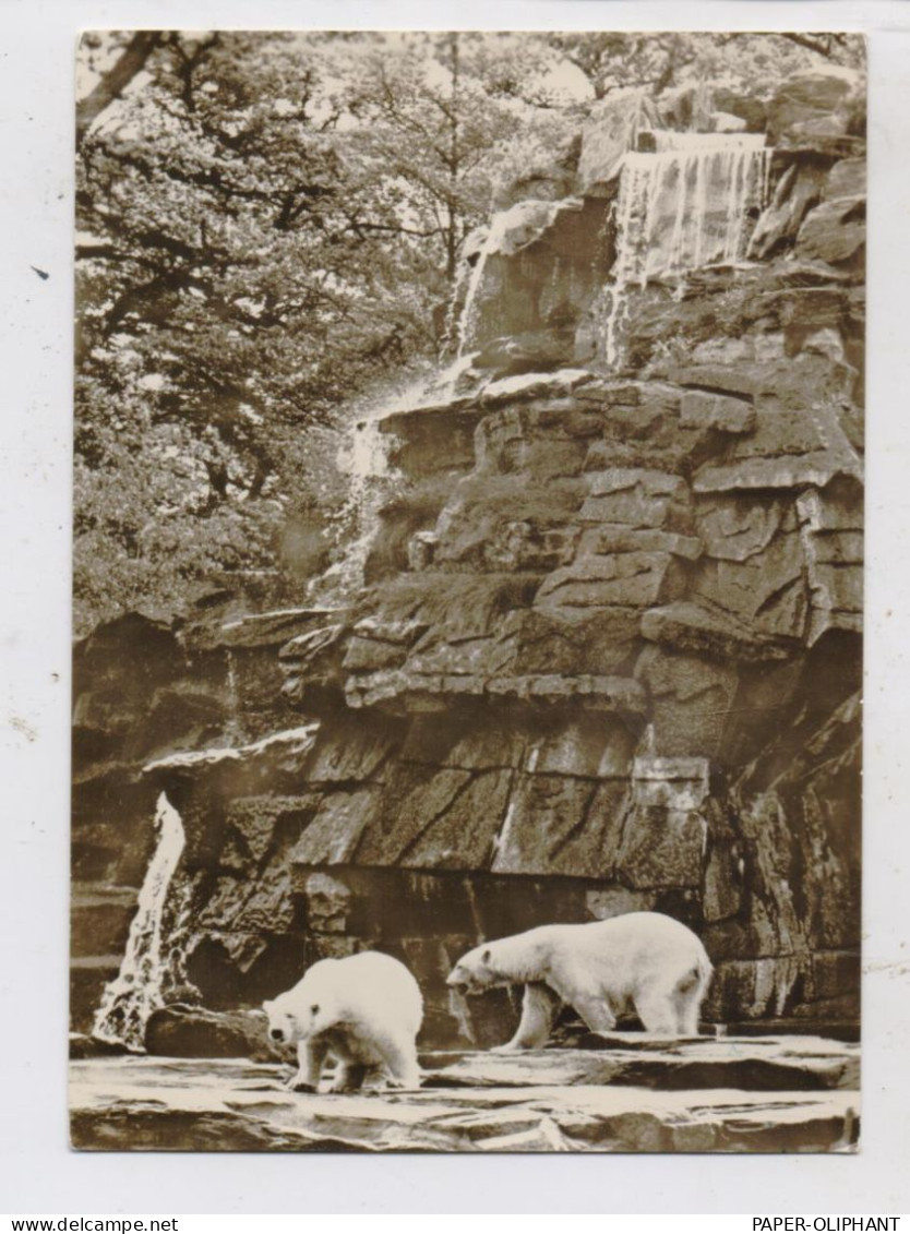 1000 BERLIN - FRIEDRICHSFELD, Tierpark Berlin (Zoo), Eisbären, 1964 - Hohenschoenhausen