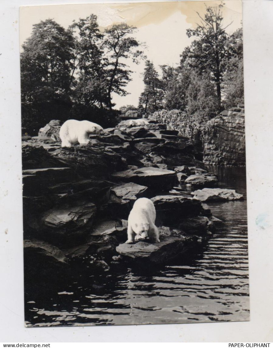 1000 BERLIN - FRIEDRICHSFELD, Tierpark Berlin (Zoo), Eisbären, 1965 - Hohenschönhausen