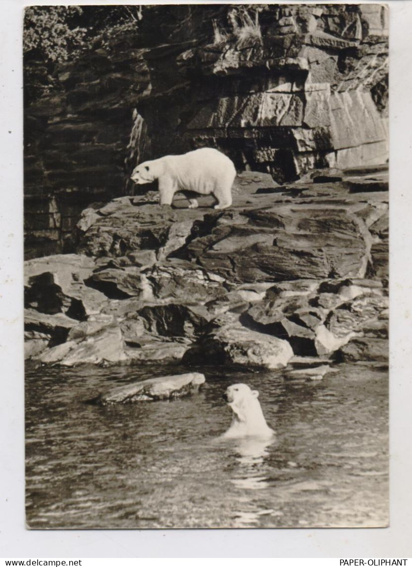 1000 BERLIN - FRIEDRICHSFELD, Tierpark Berlin (Zoo), Eisbären, 1970 - Hohenschoenhausen