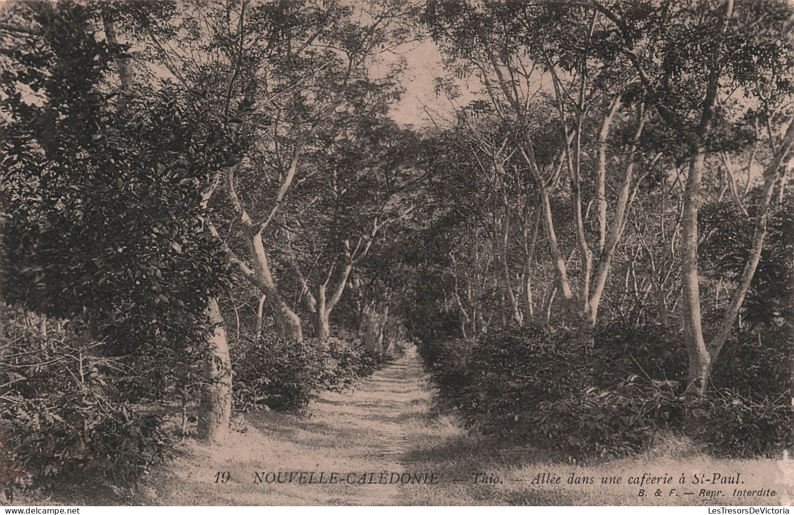 Nouvelle Calédonie - Thio - Allée Dans Une Caféerie A St Paul -  Carte Postale Ancienne - Nouvelle-Calédonie