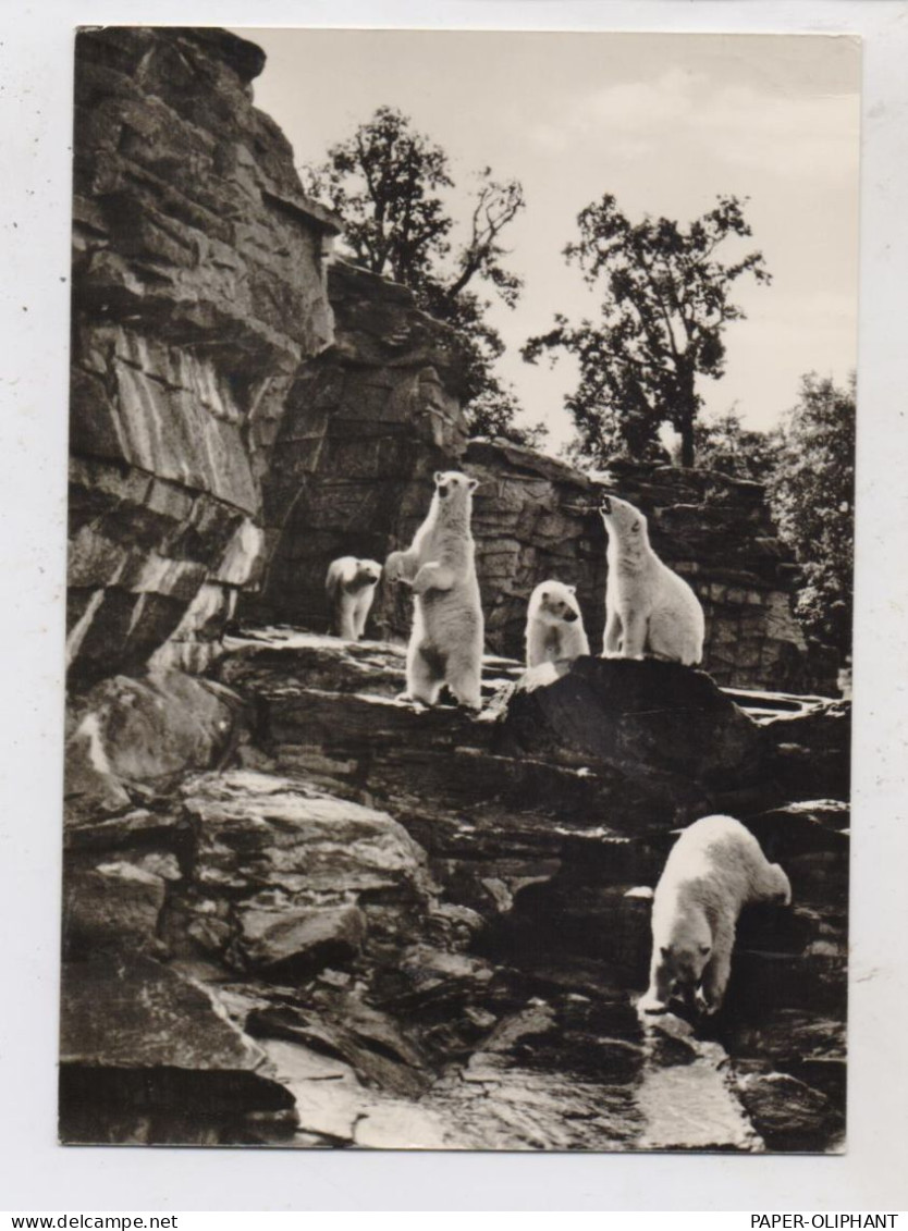 1000 BERLIN - FRIEDRICHSFELD, Tierpark Berlin (Zoo), Eisbären, 1967 - Hohenschoenhausen