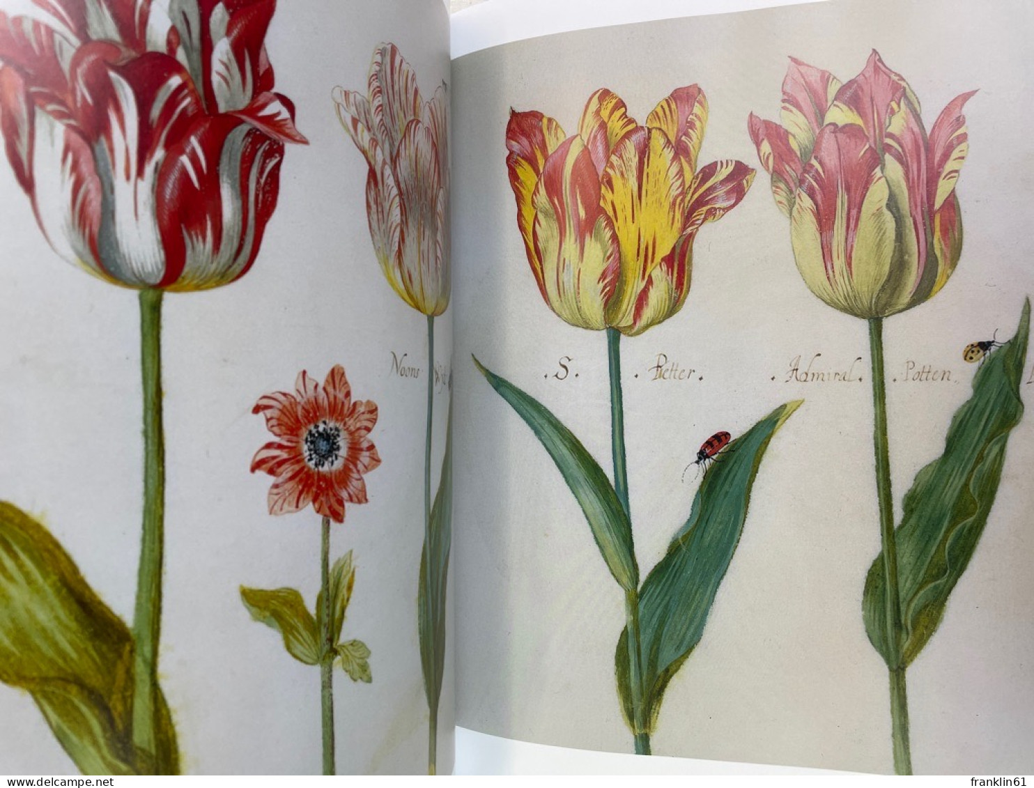 The Tulip Anthology. - Natuur