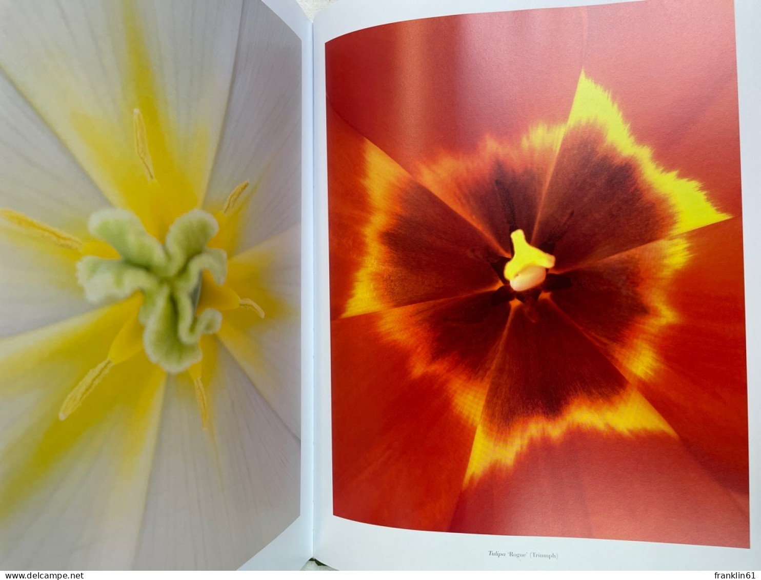 The Tulip Anthology. - Nature