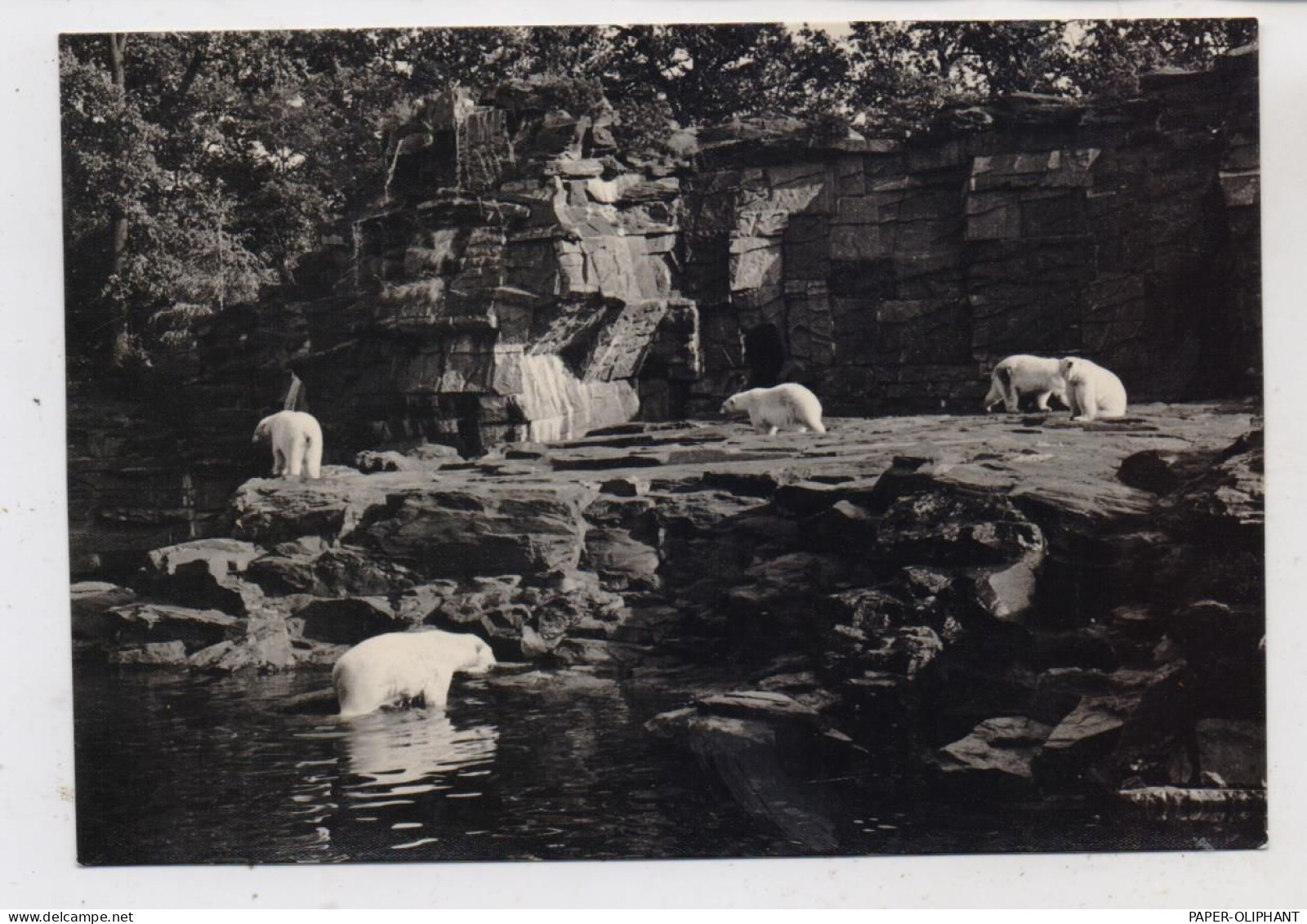 1000 BERLIN - FRIEDRICHSFELD, Tierpark Berlin (Zoo), Eisbären, 1967 - Hohenschoenhausen