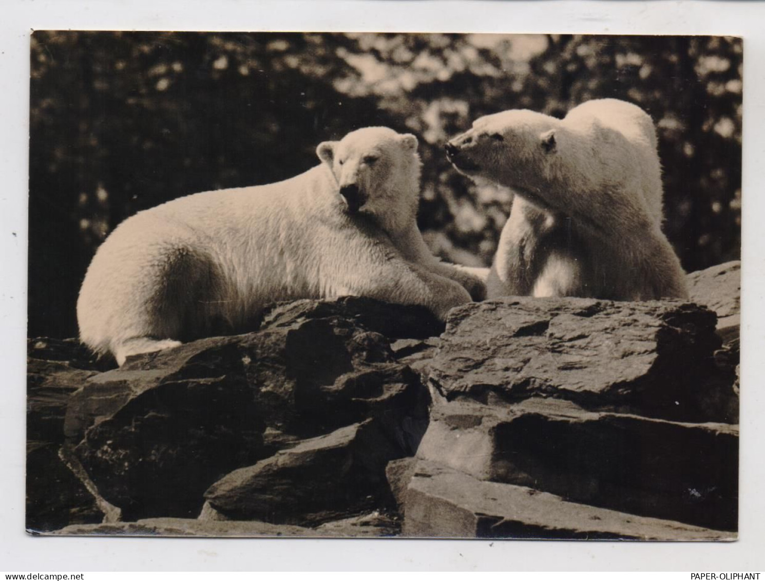 1000 BERLIN - FRIEDRICHSFELD, Tierpark Berlin (Zoo), Eisbären, 1963 - Hohenschoenhausen