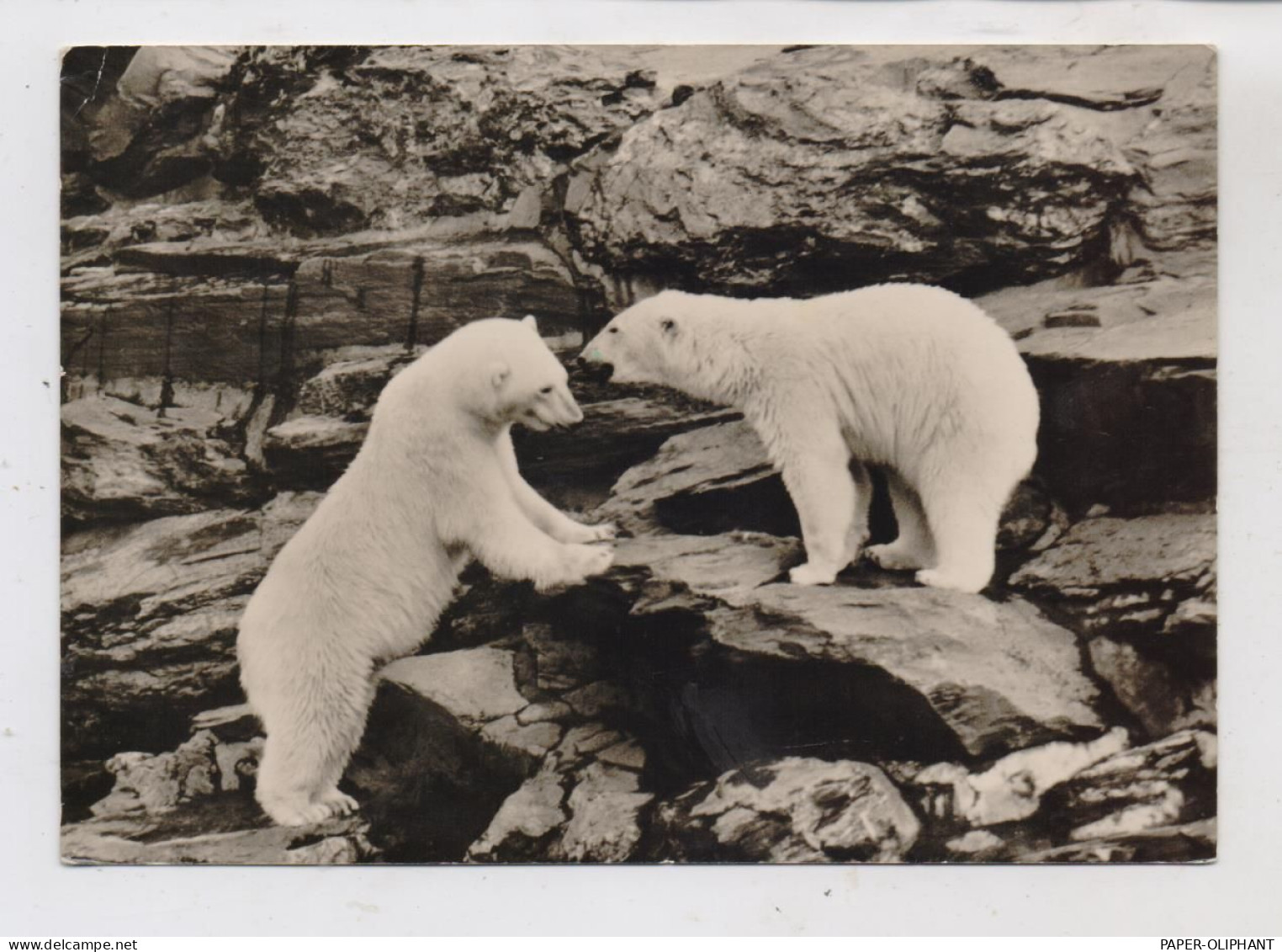 1000 BERLIN - FRIEDRICHSFELD, Tierpark Berlin (Zoo), Eisbären, 1963 - Hohenschoenhausen