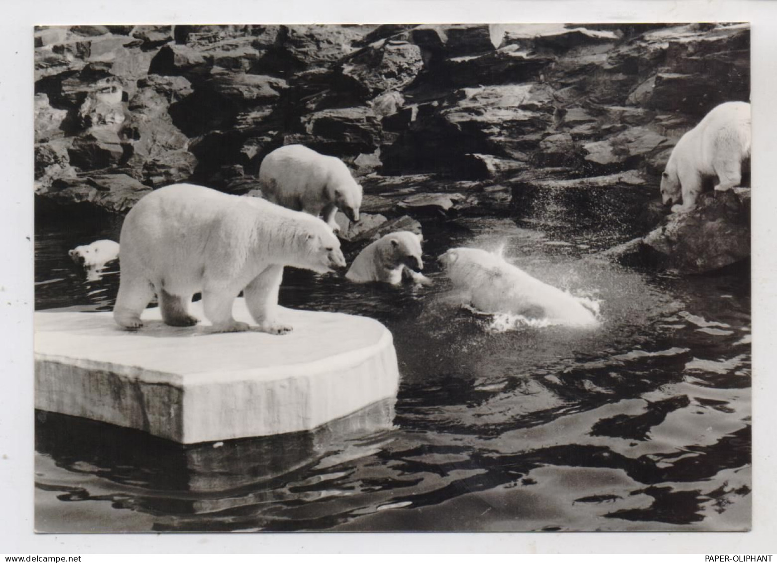 1000 BERLIN - FRIEDRICHSFELD, Tierpark Berlin (Zoo), Eisbären, 1972 - Hohenschoenhausen