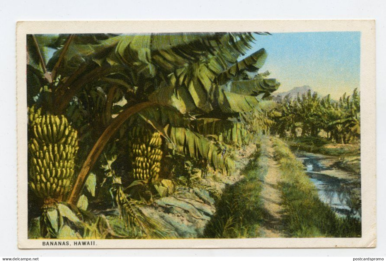 HAWAII - Bananas  ( 2 Scans ) - Hawaï