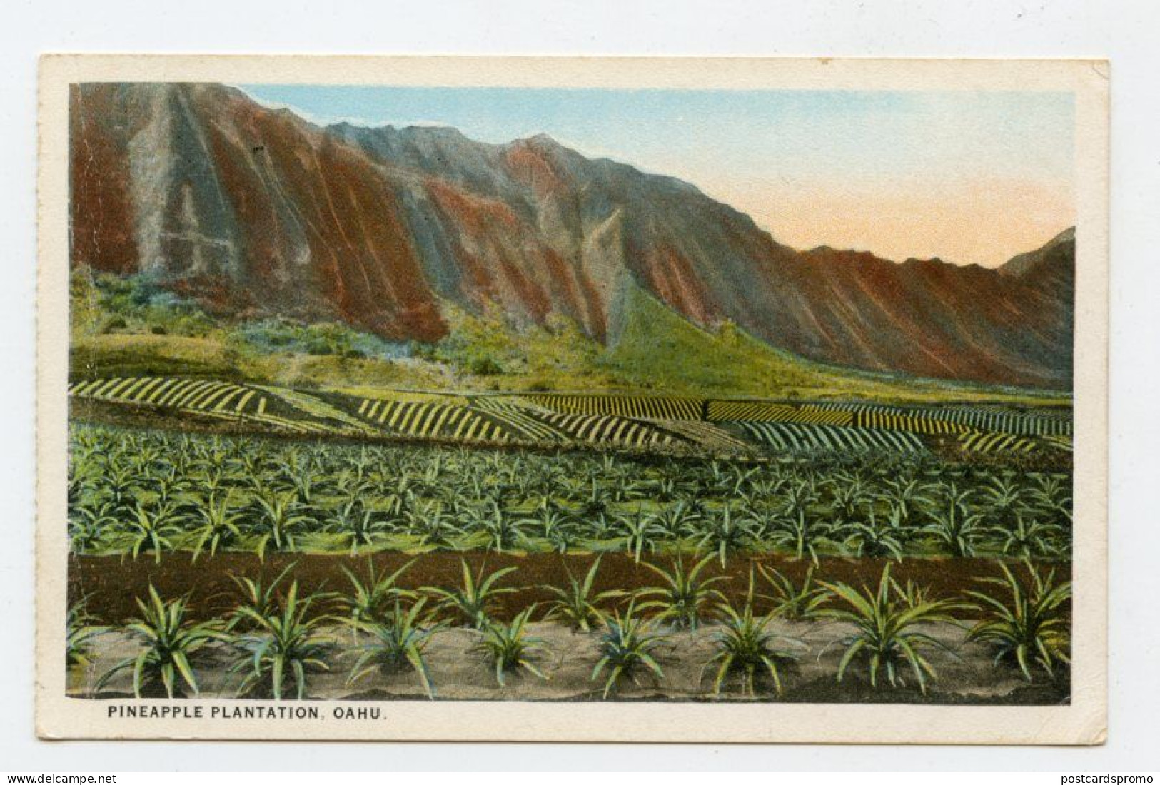 HAWAII - Pineapple Plantation. OAHU  ( 2 Scans ) - Hawaï