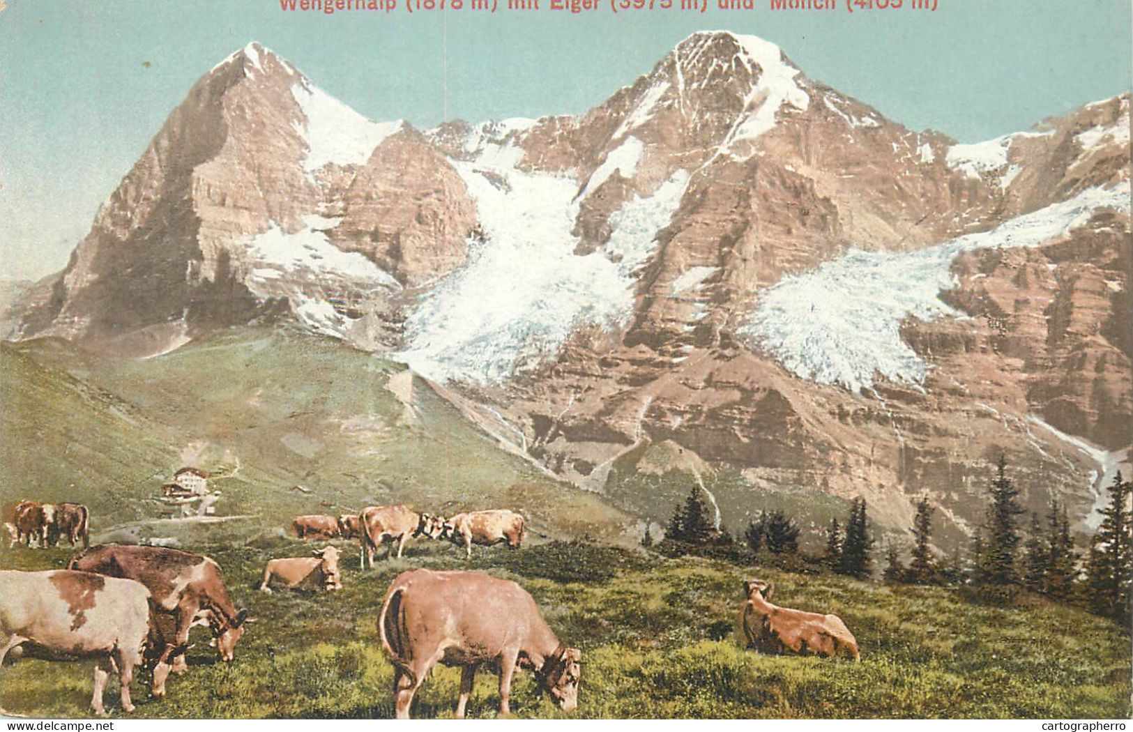 Postcard Switzerland Wengernalp Mit Eiger Cows Scene - Enge