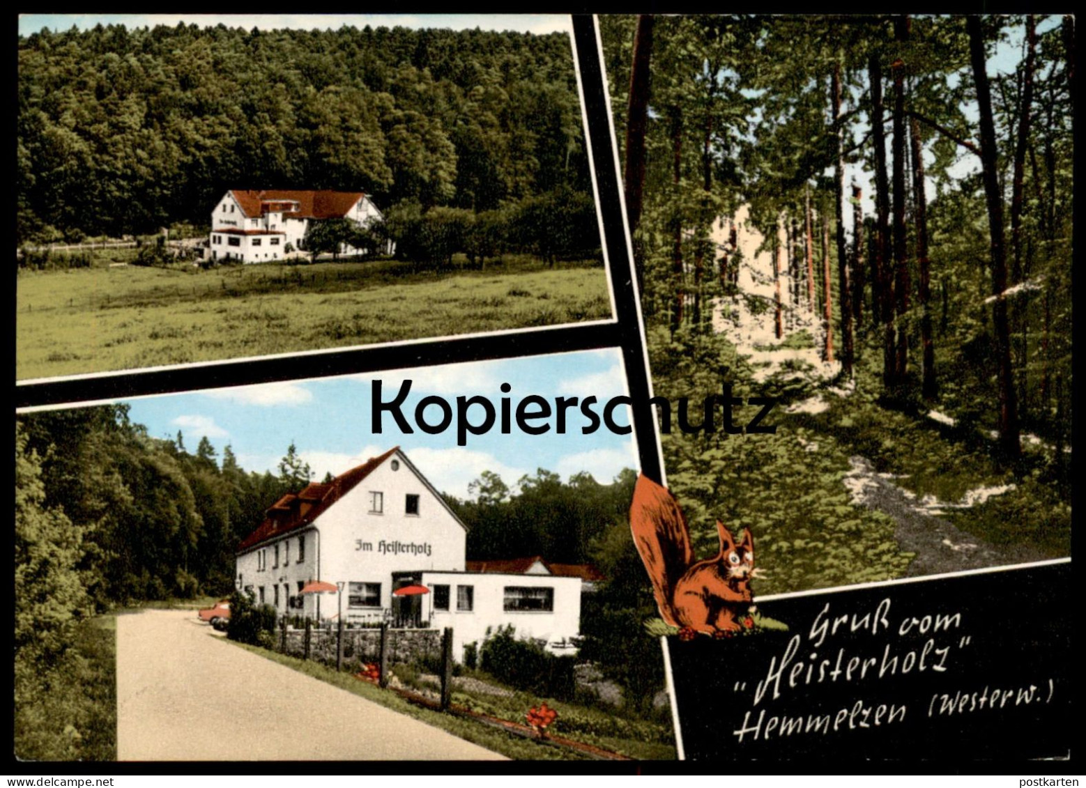 ÄLTERE POSTKARTE GRUSS VOM HEISTERHOLZ HEMMELZEN WESTERWALD EICHHÖRNCHEN ALTENKIRCHEN FLAMMERSFELD Squirrel Postcard AK - Altenkirchen