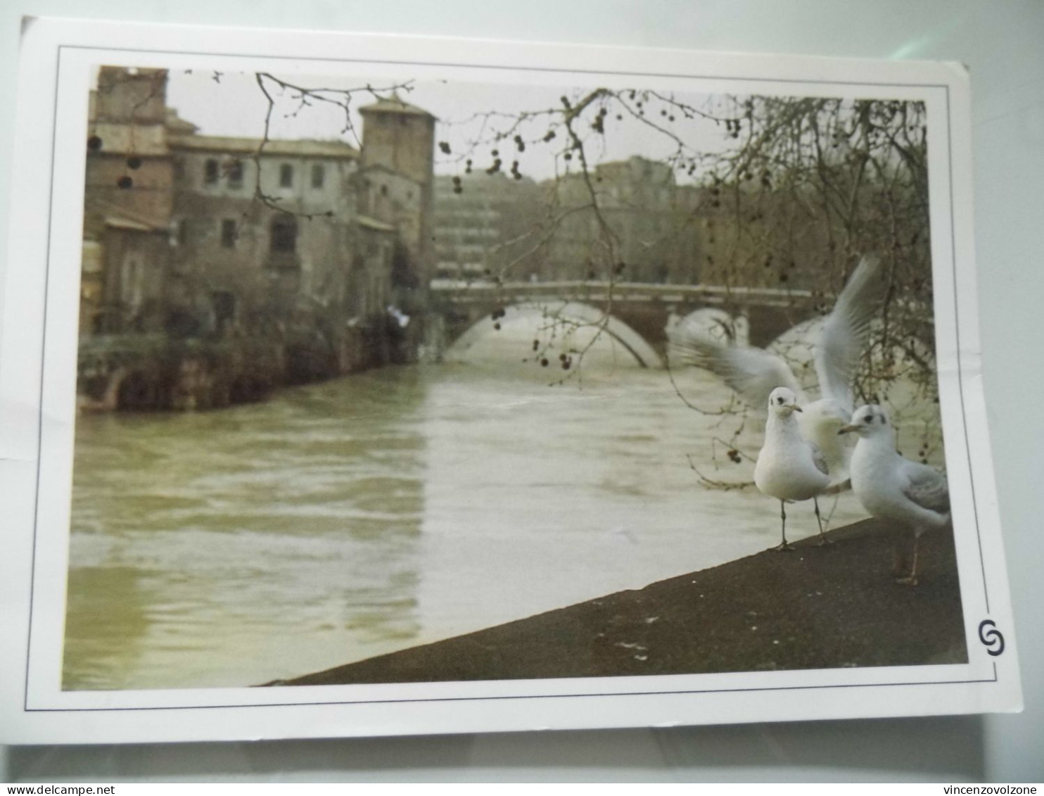 Cartolina "ROMA Gabbiani Sull'Isola Tiberina" - Fiume Tevere