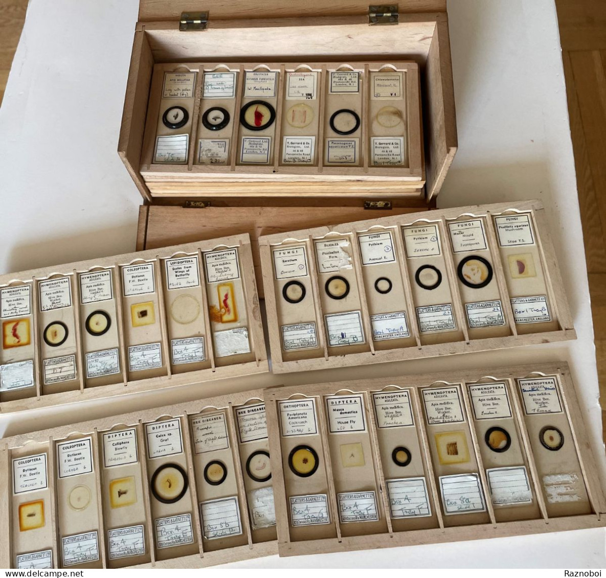 Antique Microscope Slide Collection