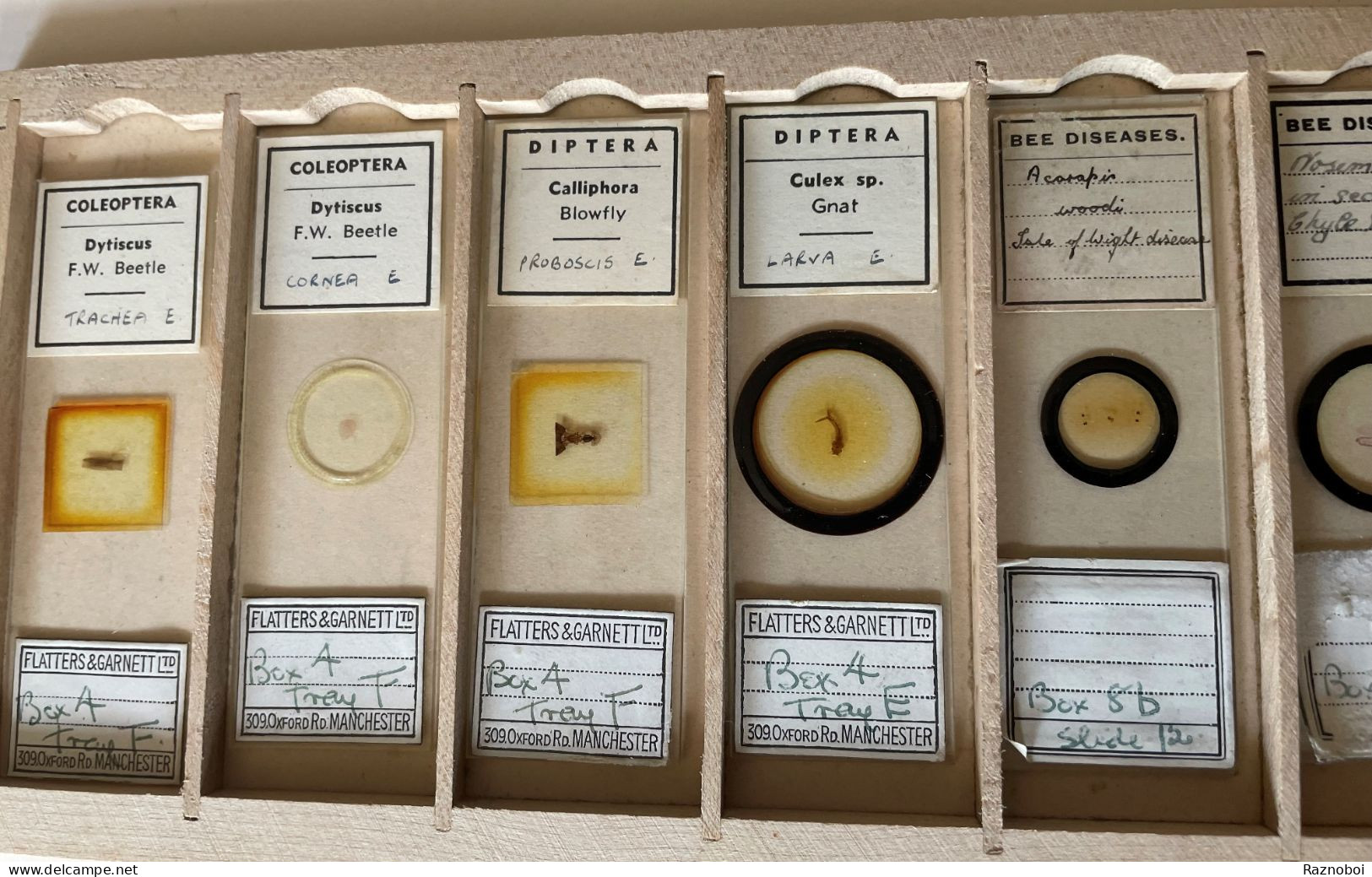 Antique Microscope Slide Collection