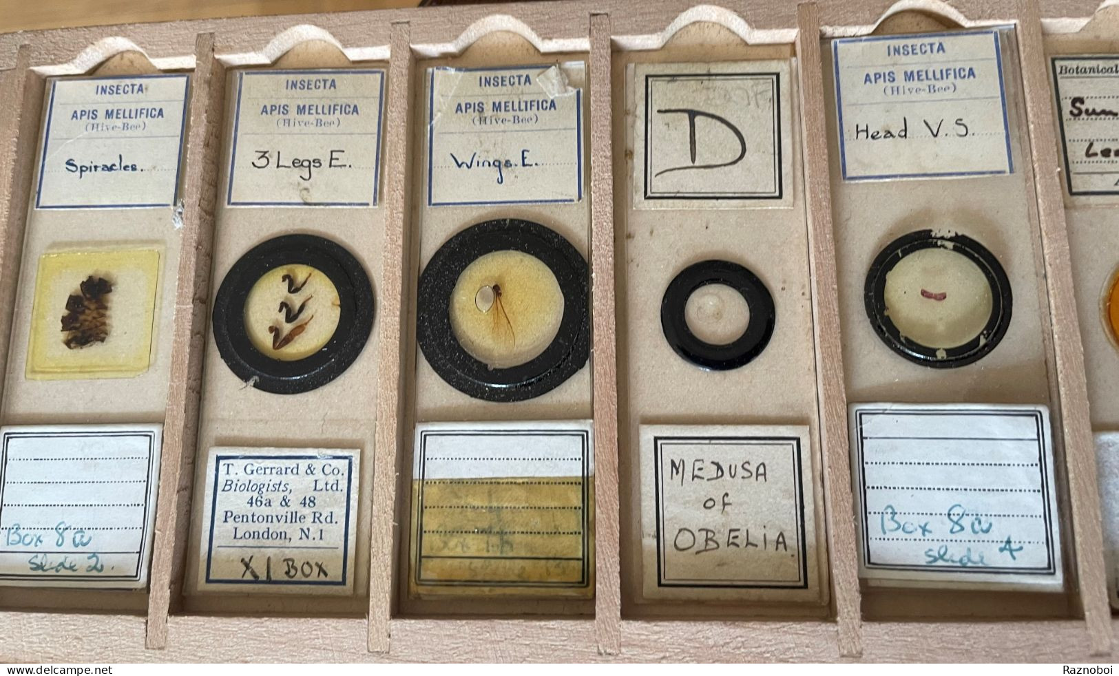 Antique Microscope Slide Collection