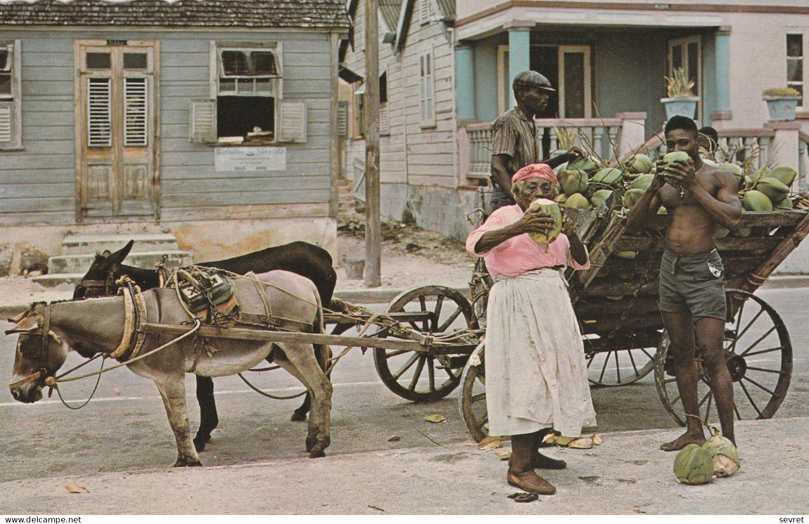 THE TROPICAL CARIBBEAN. - Native Coconut Vendor - Other & Unclassified