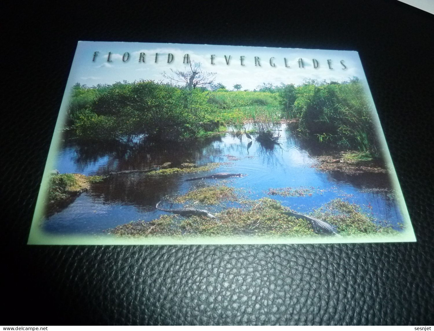Florida Everglades - Alligators And Heron - 963 7694 - Editions Scenic - - Orlando