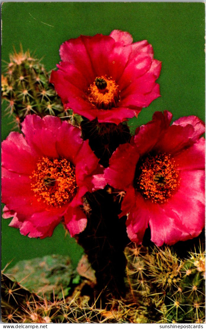 Cactus Warty Hedgehog Cactus With Flowers - Cactus