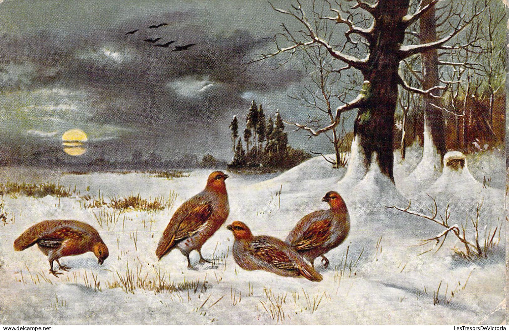 Oiseaux - Perdrix Illustration - Carte Postale Ancienne - Oiseaux