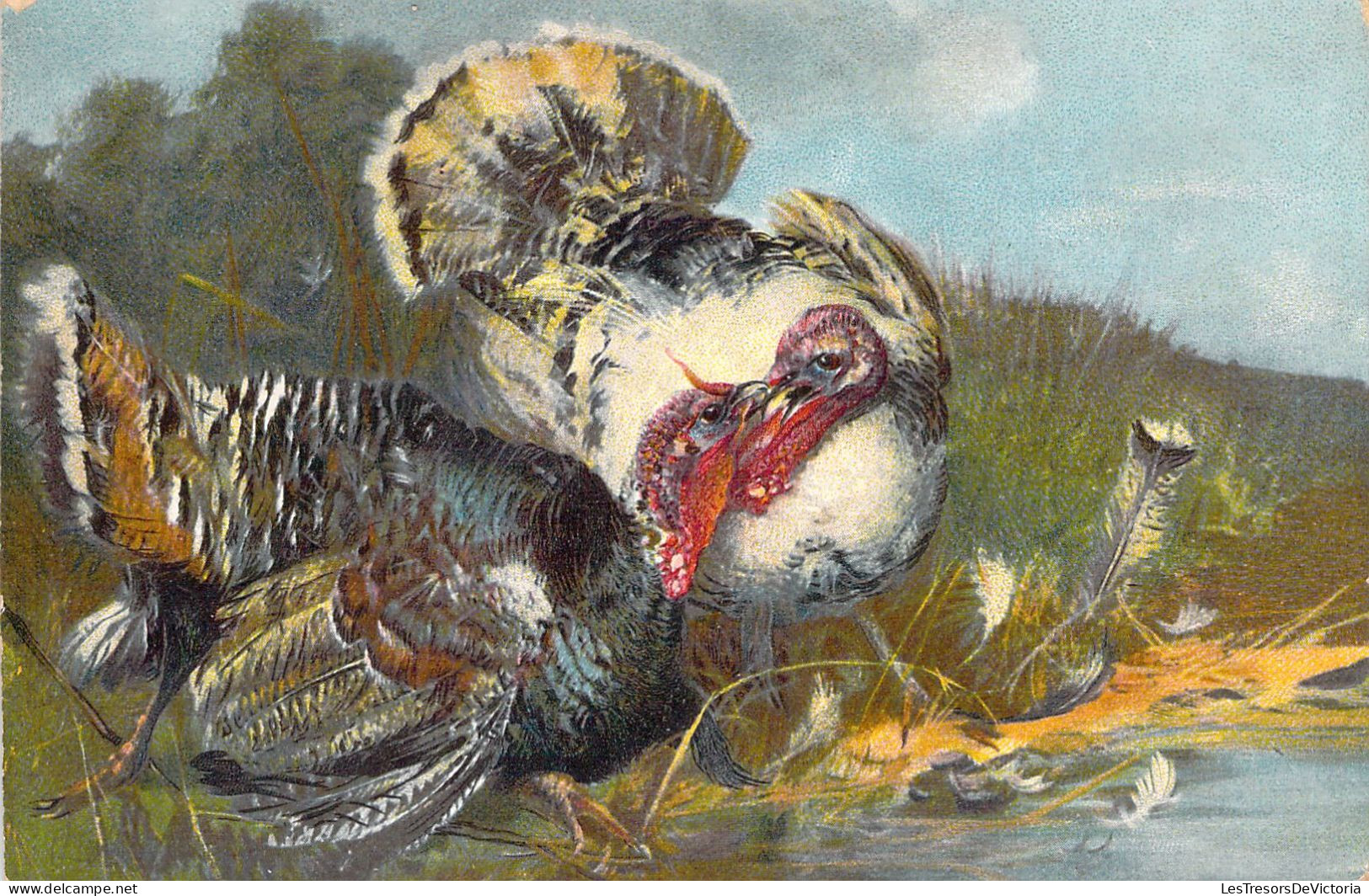 Oiseaux - Dindons - Illustration - Carte Postale Ancienne - Oiseaux