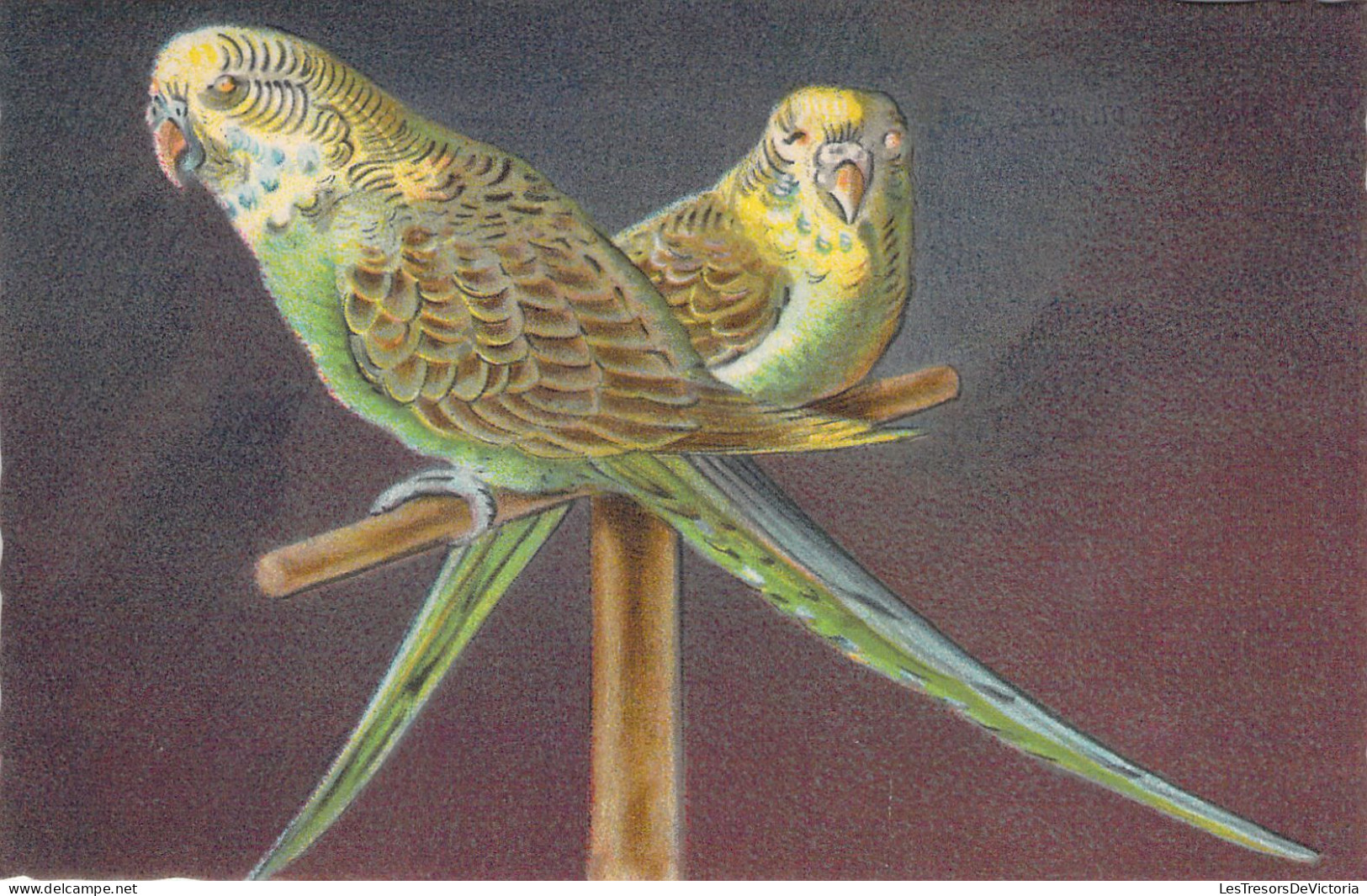 Oiseaux - Péruches - Illustration - Carte Postale Ancienne - Oiseaux