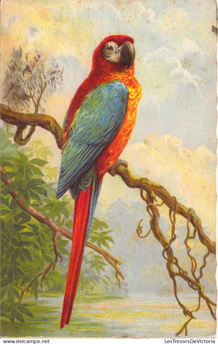 Oiseaux - Péroquet - Illustration - Carte Postale Ancienne - Oiseaux