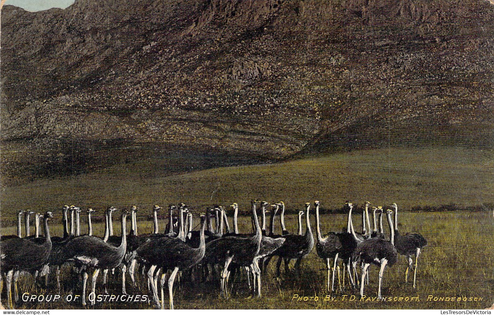 Oiseaux - Groupe D'Autruches - Carte Postale Ancienne - Oiseaux