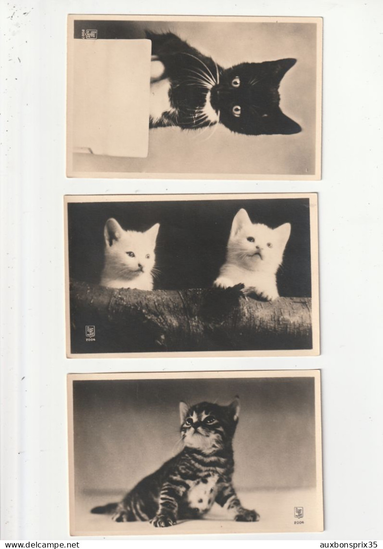 3 CARTES - PORTRAIT DE CHAT - Cats