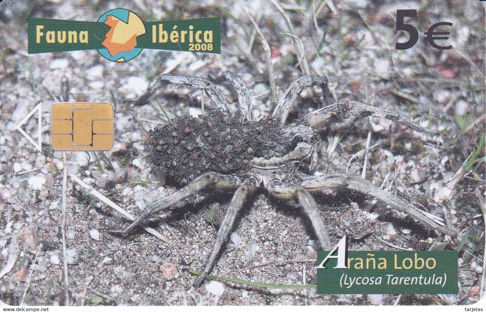 B-142 TARJETA DE ESPAÑA DE UNA ARAÑA LOBO FAUNA IBERICA (SPIDER) - Autres & Non Classés