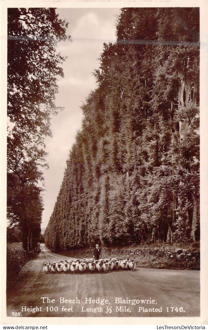 ECOSSE - Blairgowrie - The Beech Hedge - Carte Postale Ancienne - Autres & Non Classés