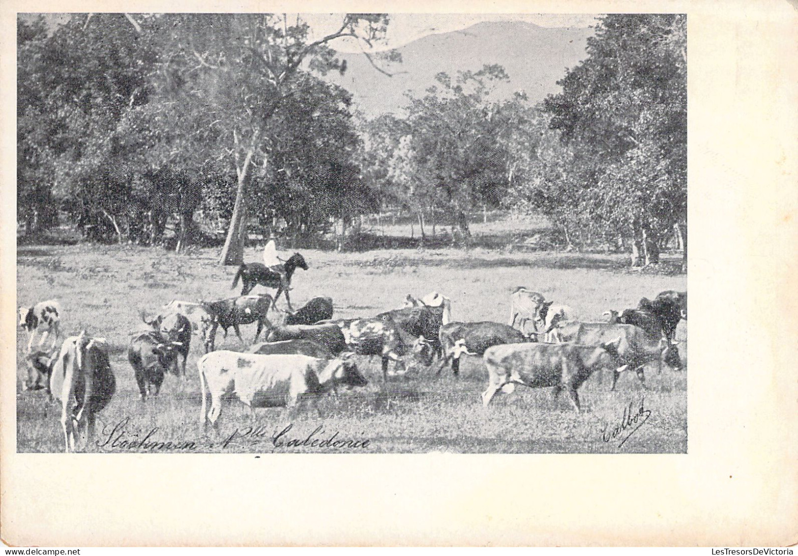 NOUVELLE CALEDONIE -Stochmaen Nelle Calédonie - Troupeau De Vaches - Carte Postale Animée - Nouvelle Calédonie