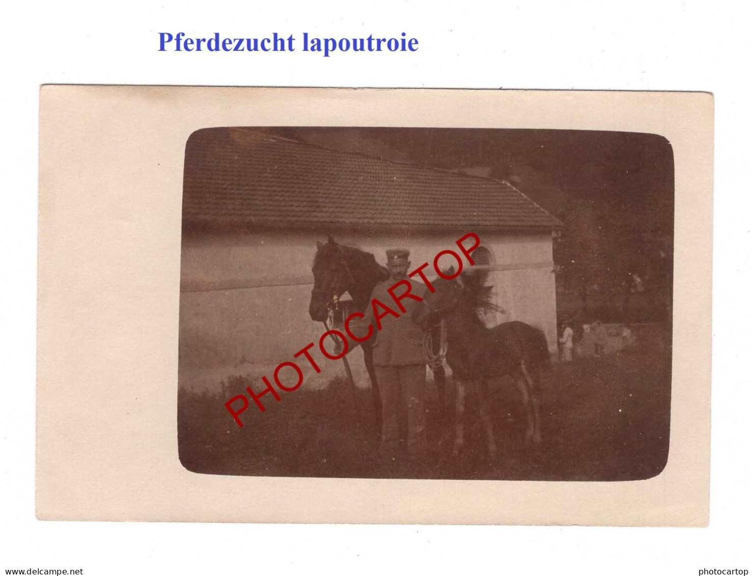 LAPOUTROIE-SCHNIERLACH-68-Pferdezucht-3x CARTES PHOTOS Allemandes-Guerre14-18-1 WK-Militaria-France - Lapoutroie