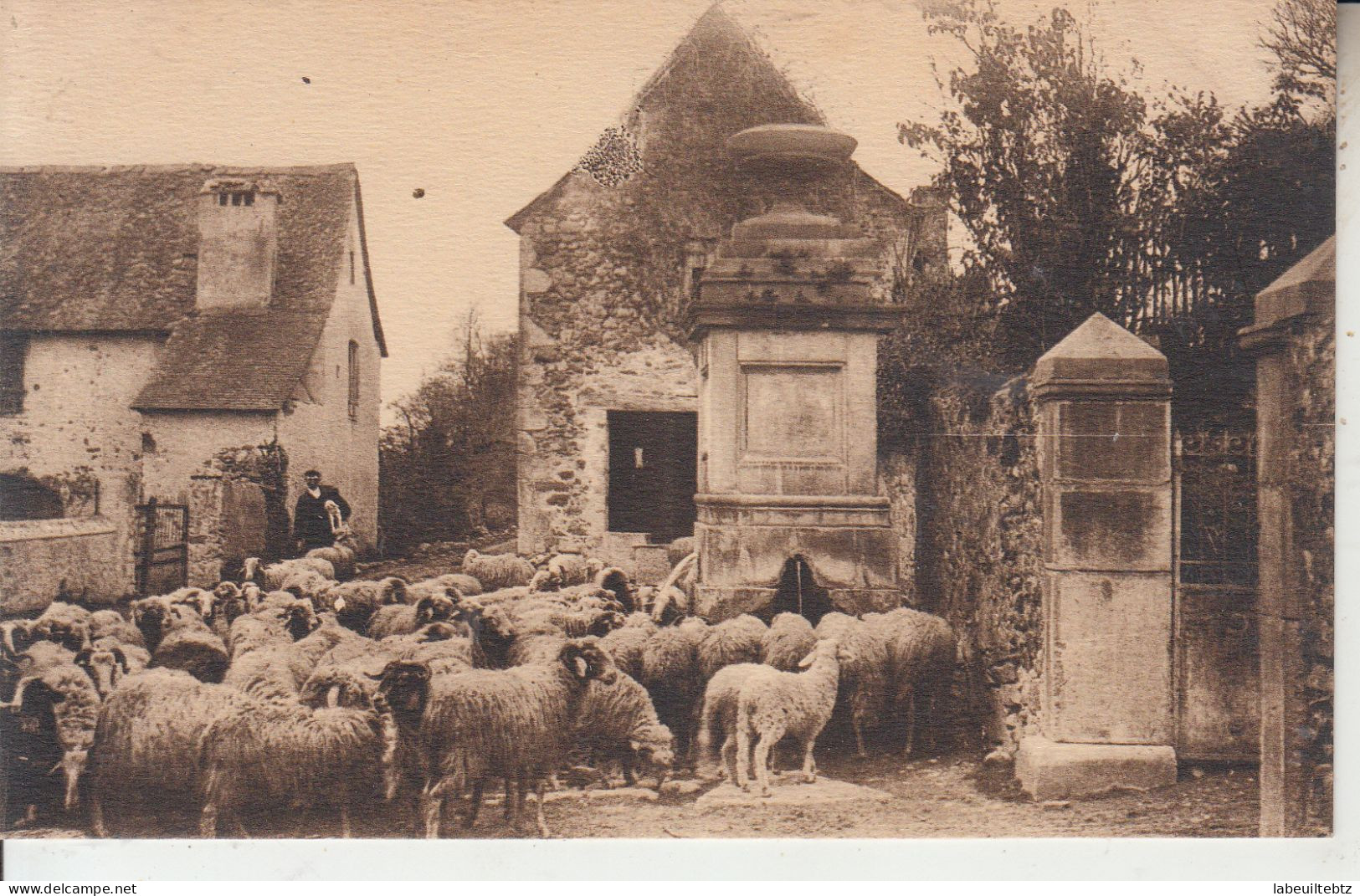 Troupeau Béarnais - Elevage Moutons - Fontaine  PRIX FIXE - Bearn