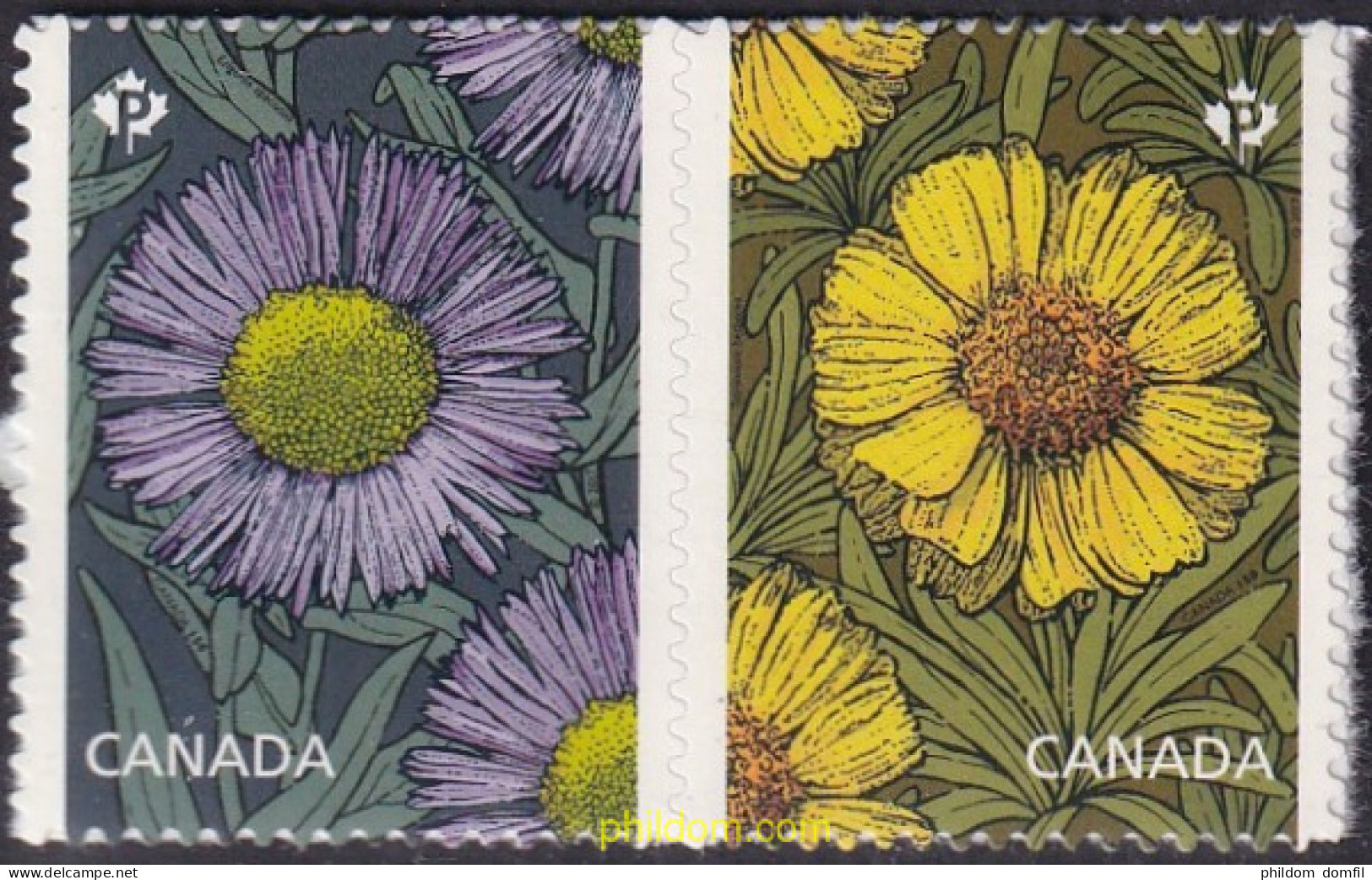 699765  CANADA 2017 FLORES - MARGARITAS - Other & Unclassified