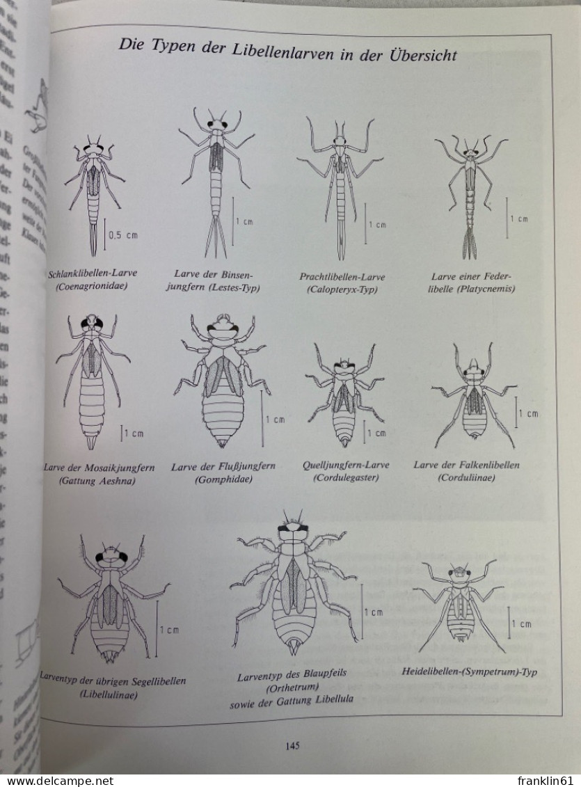 Die Libellen : das umfassende Handbuch zur Biologie und Ökologie aller mitteleuropäischen Arten mit Bestimmung