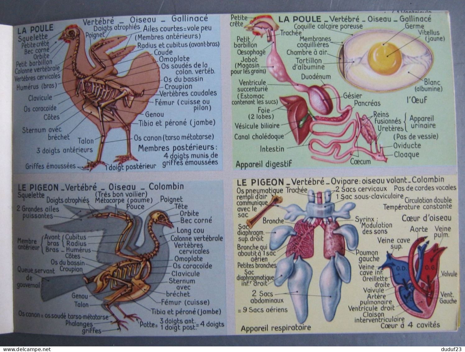 LIVRE D'IMAGES EDUCATIVES N°8 ANATOMIE ANIMALE ALBERT ARNAUD 63 SUJETS CIRCA 1960 - Chromos