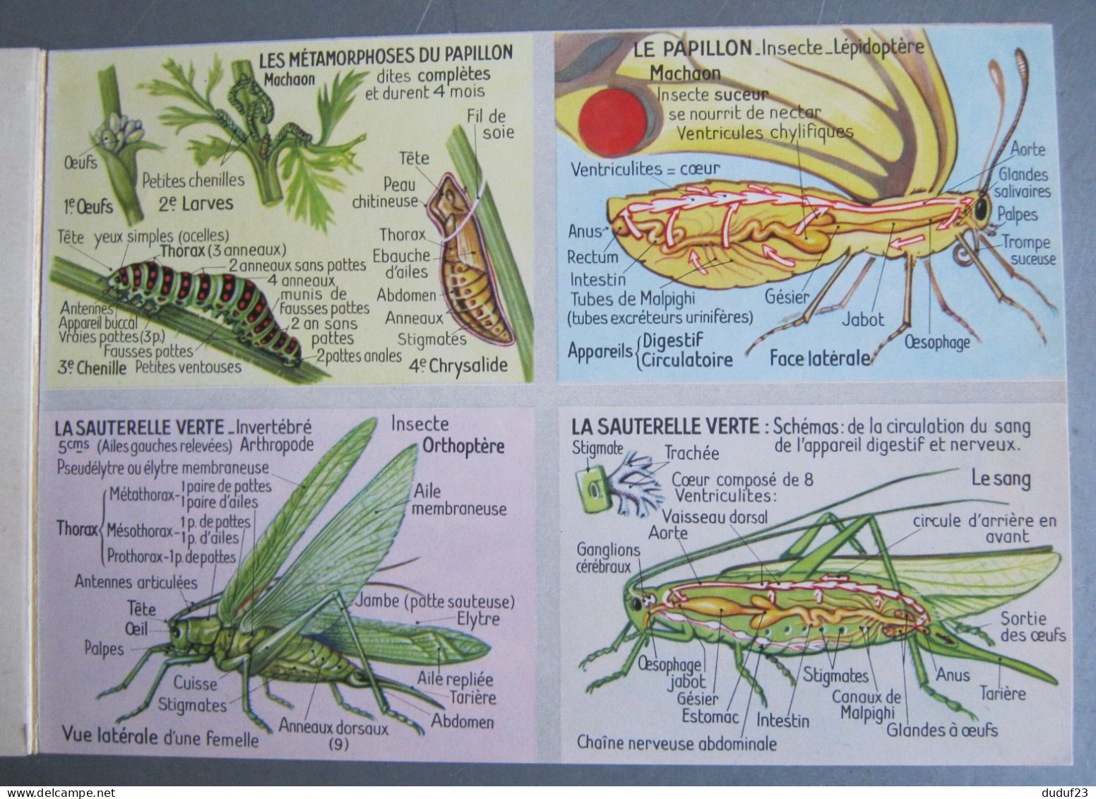 LIVRE D'IMAGES EDUCATIVES N°8 ANATOMIE ANIMALE ALBERT ARNAUD 63 SUJETS CIRCA 1960 - Chromo's