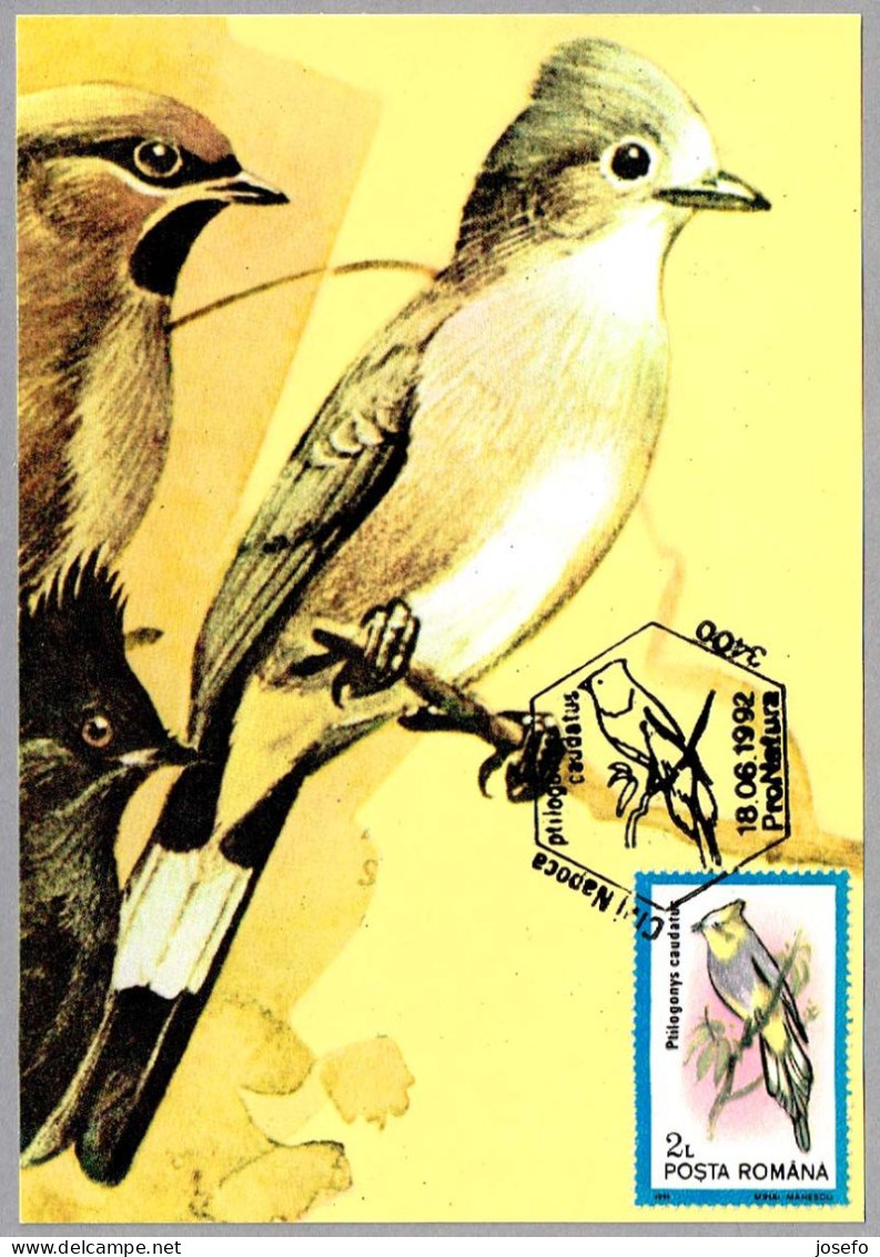 PTILOGONYS CAUDATUS - Capulinero Colilargo - Long-tailed Silky-flycatcher. Cluj Napoca 1992 - Mechanical Postmarks (Advertisement)