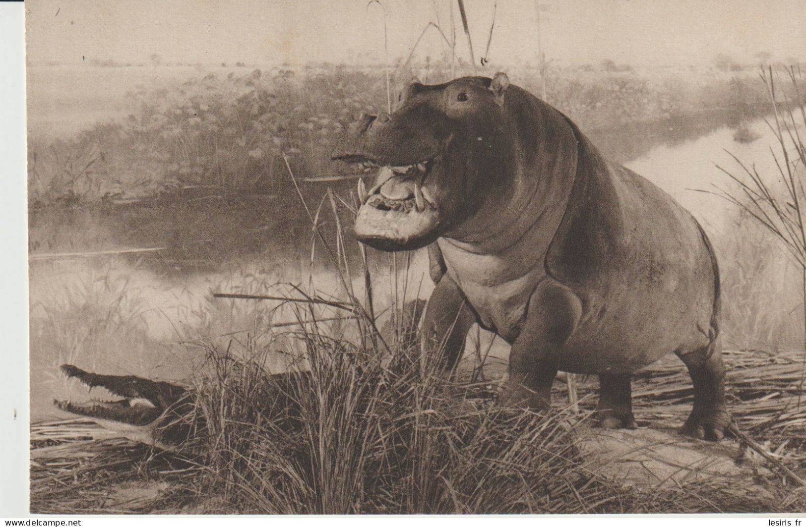 C.P. - DIORAMA DU SOUDAN ANGLO EGYPTIEN - HIPPOPOTAME AMPHIBIE - 1205 - MUSEE DU DUC D'ORLEANS - JARDIN DES PLANTES - PA - Hipopótamos